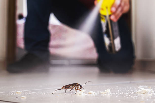 Best Flea Control Services  in Trempealeau, WI